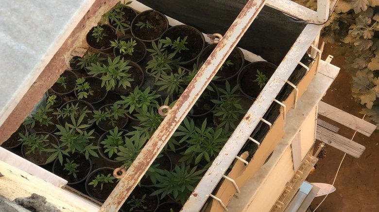 İzmir’de evinin balkonunda saksıda kenevir yetiştiren kişi yakalandı