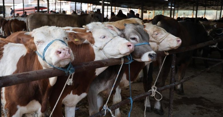 Aydın’da kurban pazarlarında hareketlilik başladı