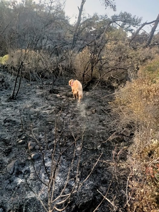 Yangının çıktığı noktayı ‘Kadro’ buldu! Bunu yapabilen tek köpek