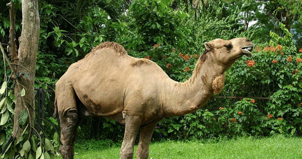 yeni asir