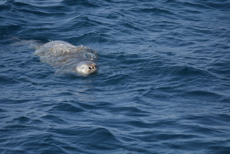 Bodrum’da yaralı fok ihbarı ekipleri alarma geçirdi