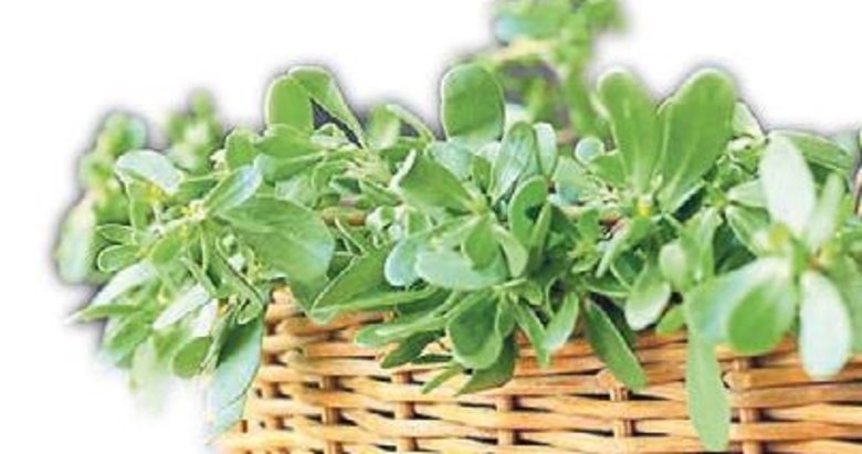 Omega-3 vitamini en fazla semizotunda var