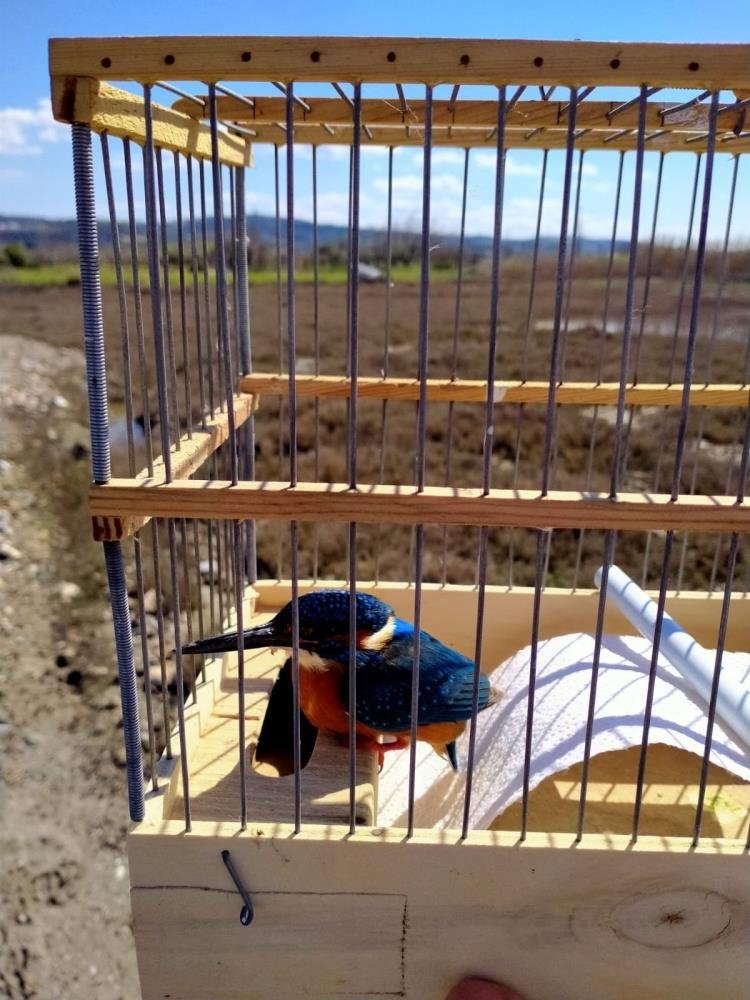 Cama çarparak yaralanan yalı çapkını tedavi edildi