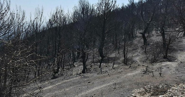 İzmir’de yanan ormanlar için çarpıcı açıklamalar! 70 yıl sürecek