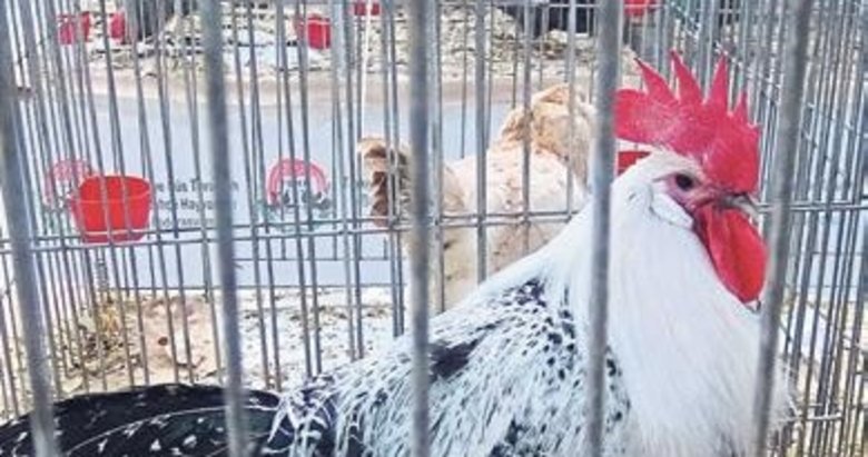 En güzel kümes hayvanları belli oldu