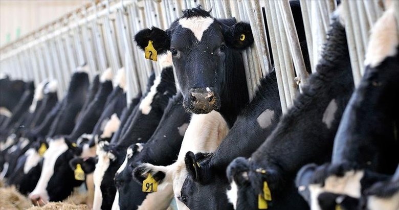 Devlet hayvan üreticilerini yalnız bırakmadı