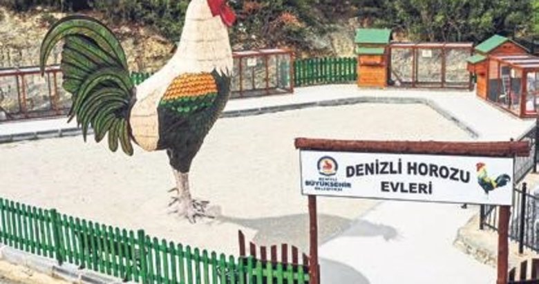 Denizli Horozu da bir müddet evinde kalacak