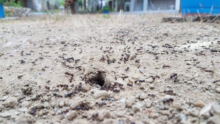 Karıncaların yiyecek telaşı deprem habercisi mi?