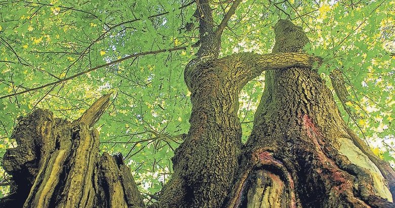 Kleopatra’nın aşk iksiri sığla yağı