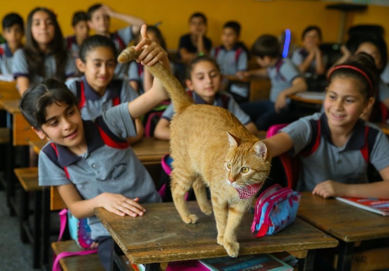İzmir�de Kedi Tombi�ye hüzünlü veda