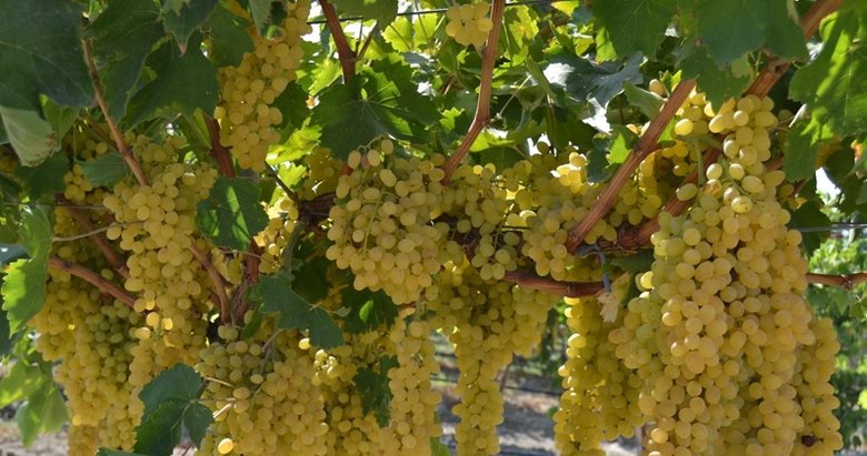 Şeker hastalarına özel diyet üzüm