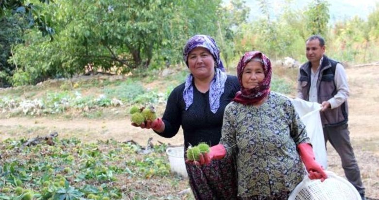 Aydın ve İzmir’de kestane hasadı başladı! Kuraklık nedeniyle rekoltede ciddi kayıp var