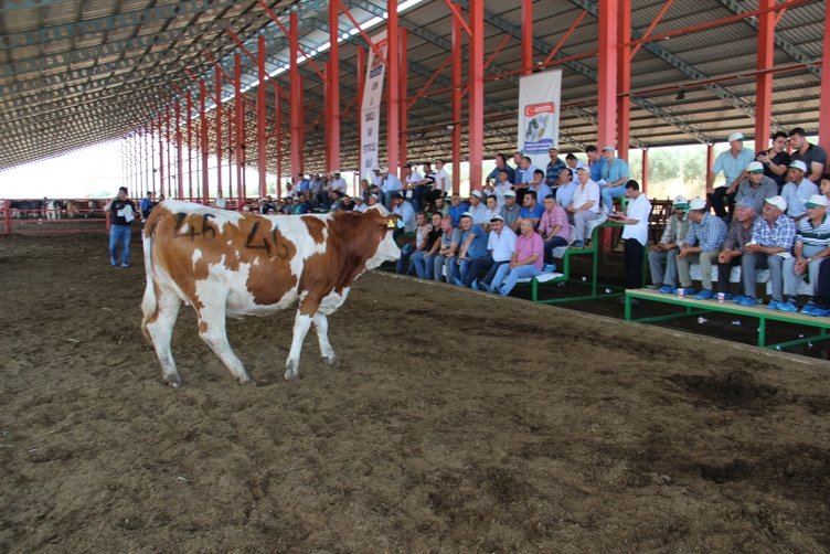 Aydın’da düveler podyuma çıktı! Kapış kapış gittiler
