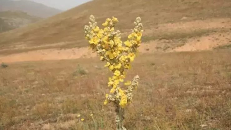 Çalba otu nedir, faydaları nelerdir? Neye iyi gelir?