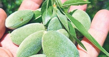 Çağla, üreticisinin yüzünü güldürdü