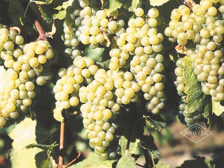 Yeşil üzümün faydaları nelerdir? Hangi hastalıklara iyi gelir?