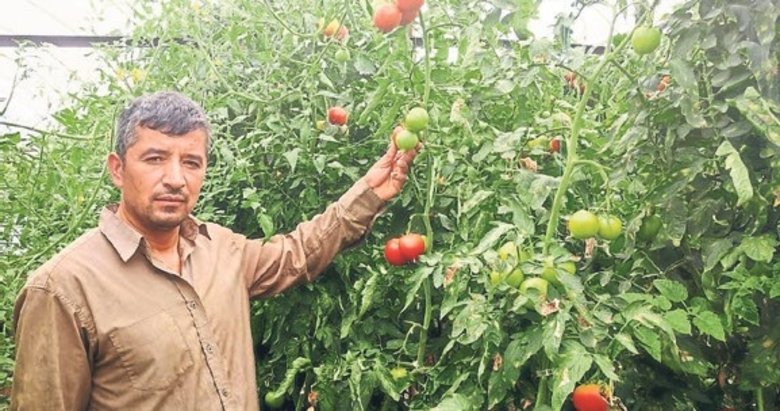 Sera domatesi üreticinin yüzünü güldürdü