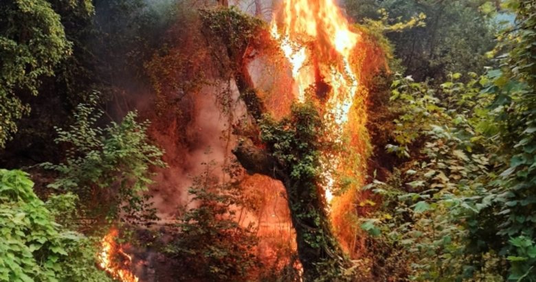 Tabiatın gizli hazinesi ‘Turgut Şelalesi’ de alevlere teslim oldu