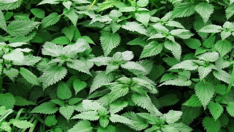 Isırgan otunun faydaları nelerdir?