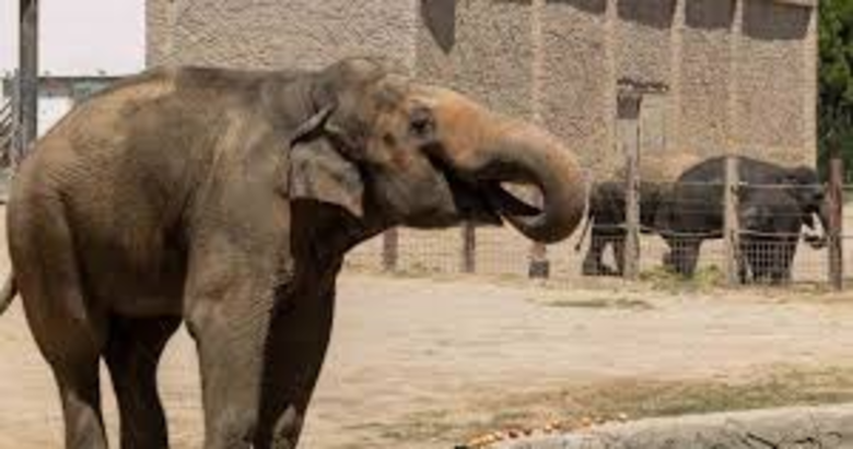 İzmir’de filler için hayati dokunuş