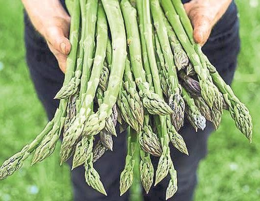 Vejetaryenler için protein kaynağı bamya tohumu