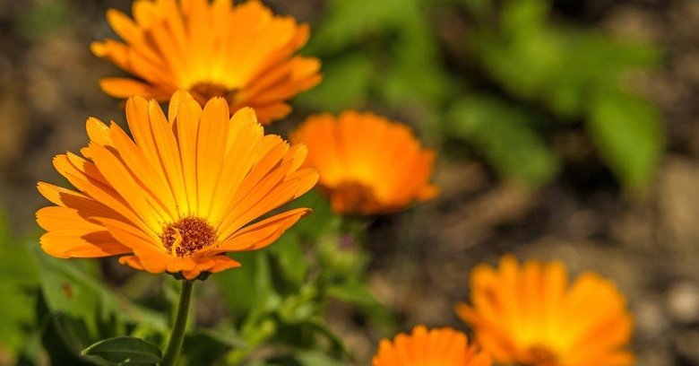 Bitkilerden gelen güzellik ve şifa