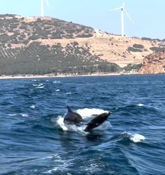 İzmir’de yunus balıklarında görsel şölen: O anlar kameraya yansıdı