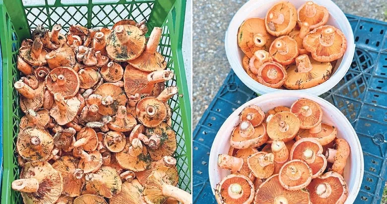 Çıntar sezonu açıldı