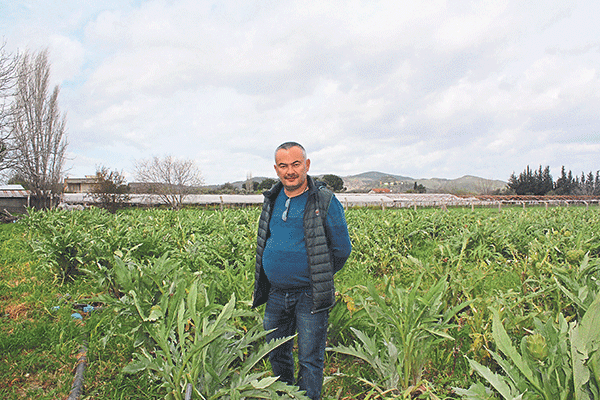 Enginar üreticisi GDO’dan şikayetçi