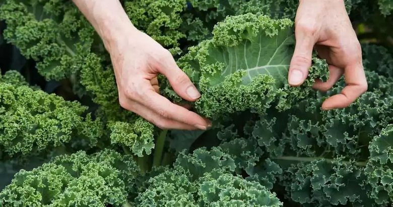 Kışın gözdesi: 3 şifalı yeşillik