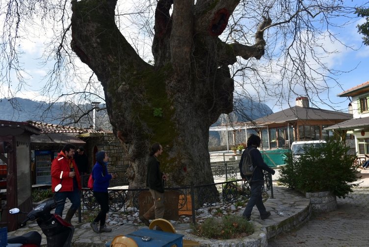 Tarihi çınar ağacı, yöre ekonomisine katkı sağlıyor