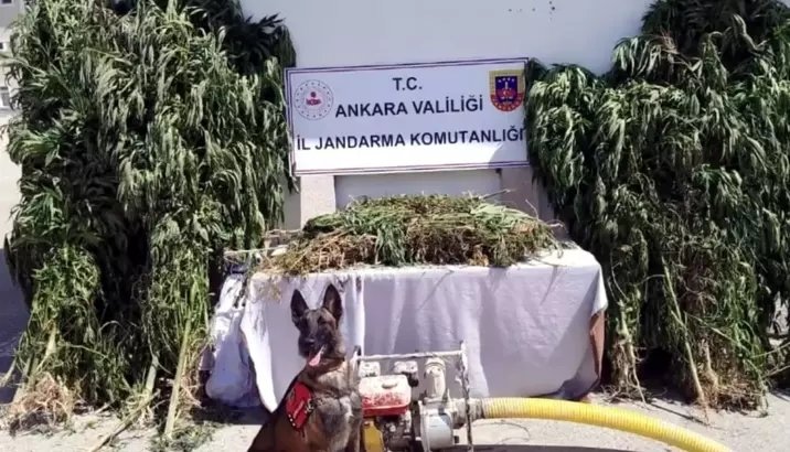 Aydın dahil 12 ilde zehir operasyonu: 57 şüpheli yakalandı