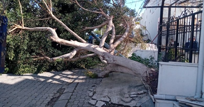 Bodrum’u fırtına vurdu! Ağaçlar ve elektrik direkleri devrildi