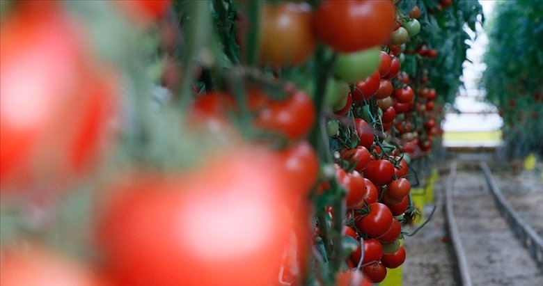 Ege’den yapılan yaş meyve sebze ihracatı 1 milyar doları aşarak rekor kırdı
