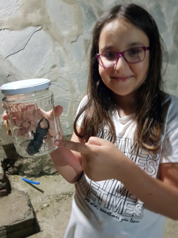 O böcek İzmir’de de görüldü! Büyük panik yarattı