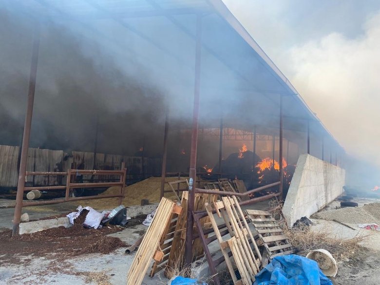 Yangın çıkan çiftlikte binlercesi küle döndü