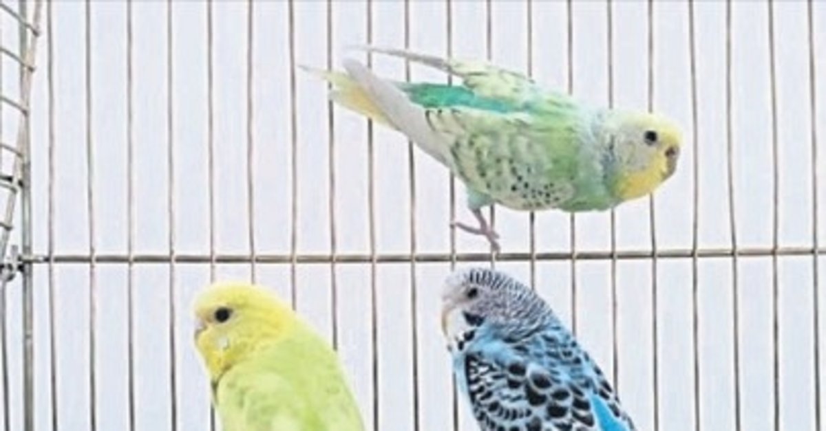 Petshoplara yaban hayvanı satışı için ruhsat şartı