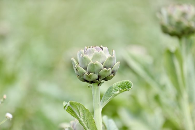 Enginarın faydaları nelerdir? Ne işe yarar?