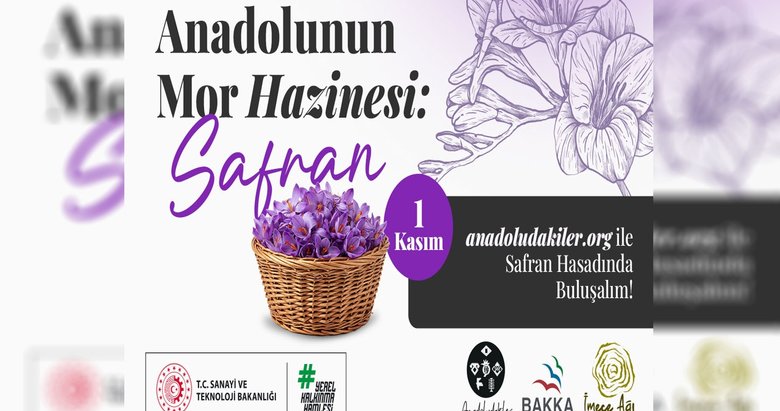 İmece Ağı ile Safran Hasadı: Anadoludakiler Safranbolu’da Gönüllüleri Bekliyor