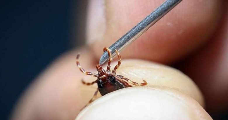 Sıcak havaların gelmesiyle birlikte kene ve parazitler arttı