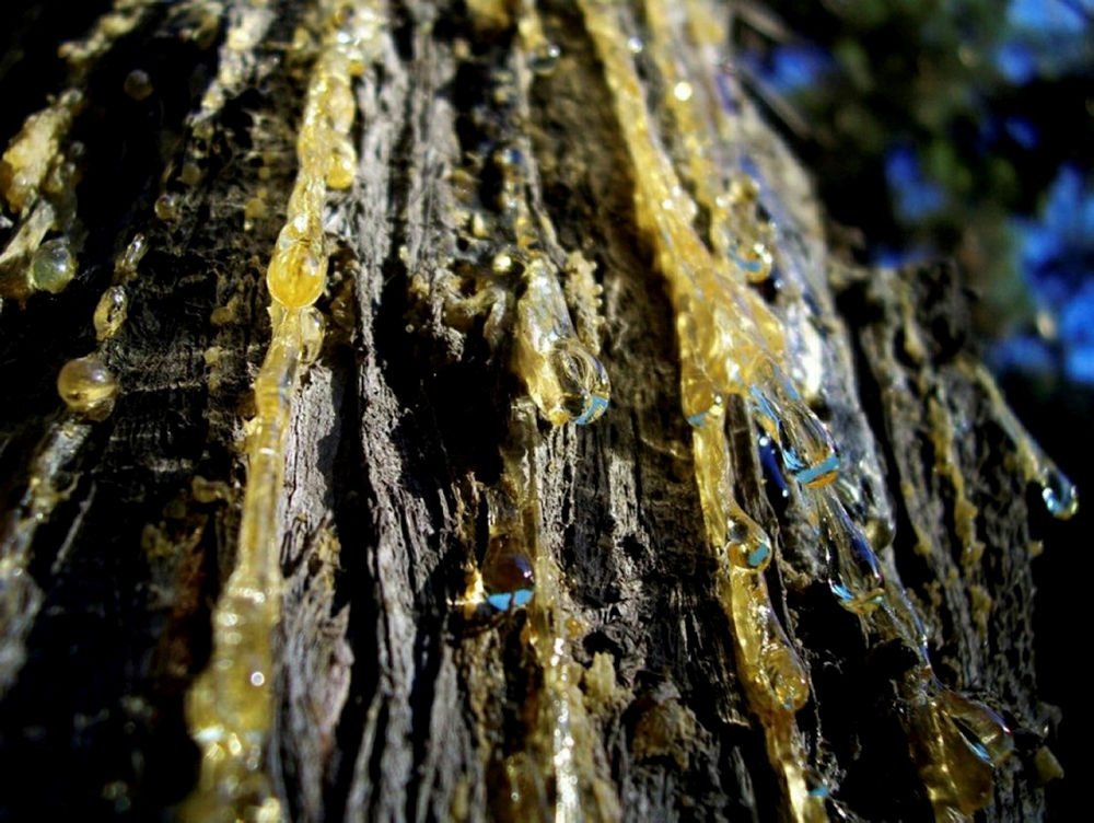 Абрикосовая камедь. Янтарь окаменевшая смола хвойных деревьев. Смола на стволе 5 букв. Смола на стволе 5 букв. Живица сосны.