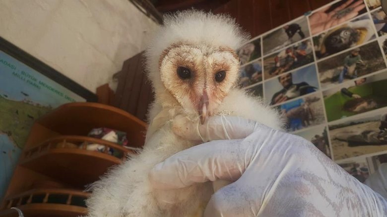 Peçeli baykuşlar, doğaya salınacağı günü bekliyor