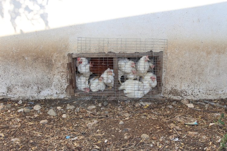 Denizli’de haciz katliamı: 40 bin tavuk öldü