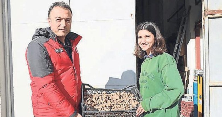 Zerdeçal ve zencefil üretimine büyük ilgi