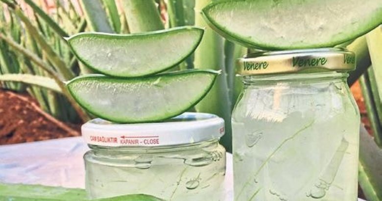 Aloe vera ile kaşıntıdan kurtulmak mümkün