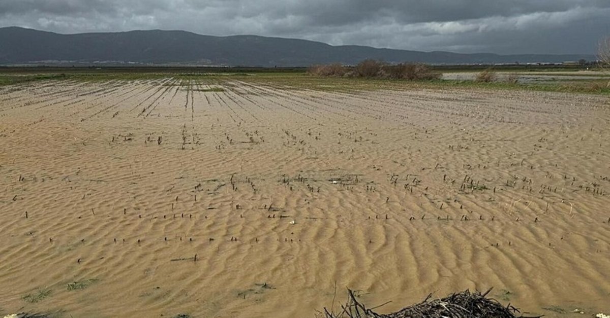 İzmir'de yağışlar üreticiye nefes aldırdı