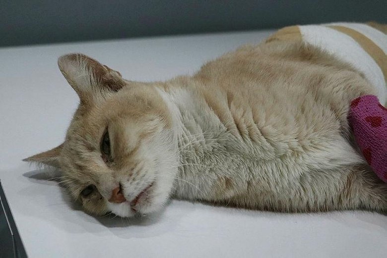 kedi doğum yapamıyor