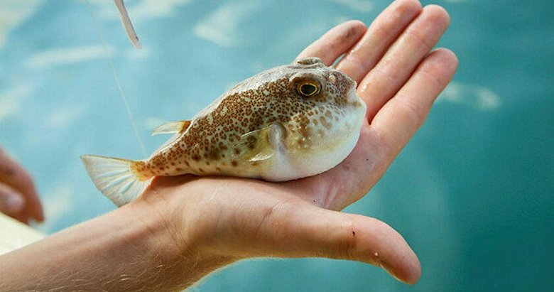 Ege Üniversitesinde düzenlenen seminerde balon balığının tehlikelerine dikkat çekildi