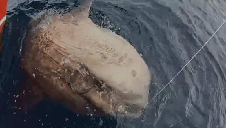 Yunanlılara kafa tutan balıkçı 1 tonluk ay balığı yakaladı