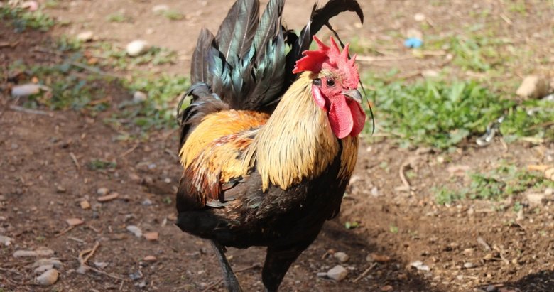 Öterken bayılan Denizli horozu için otomobil teklif edildi